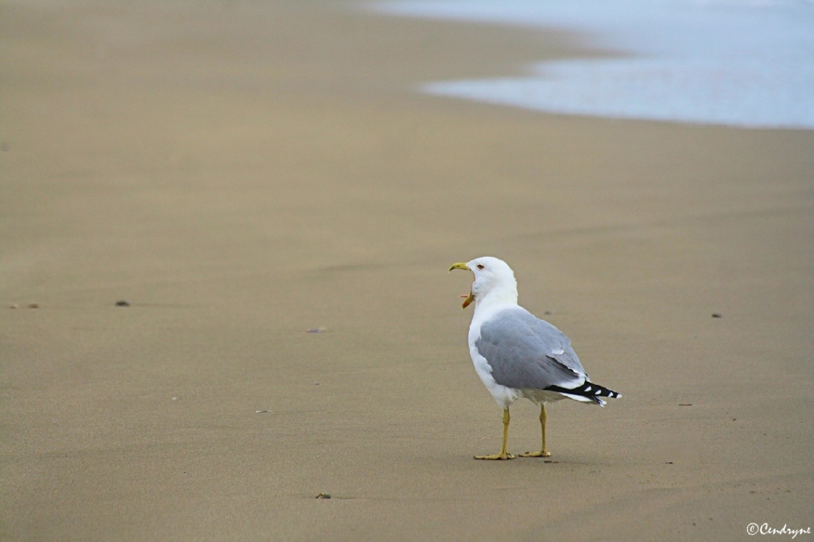 Seagull.