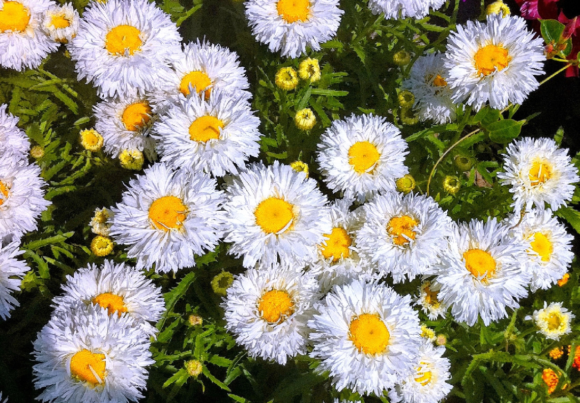 ragged daisies