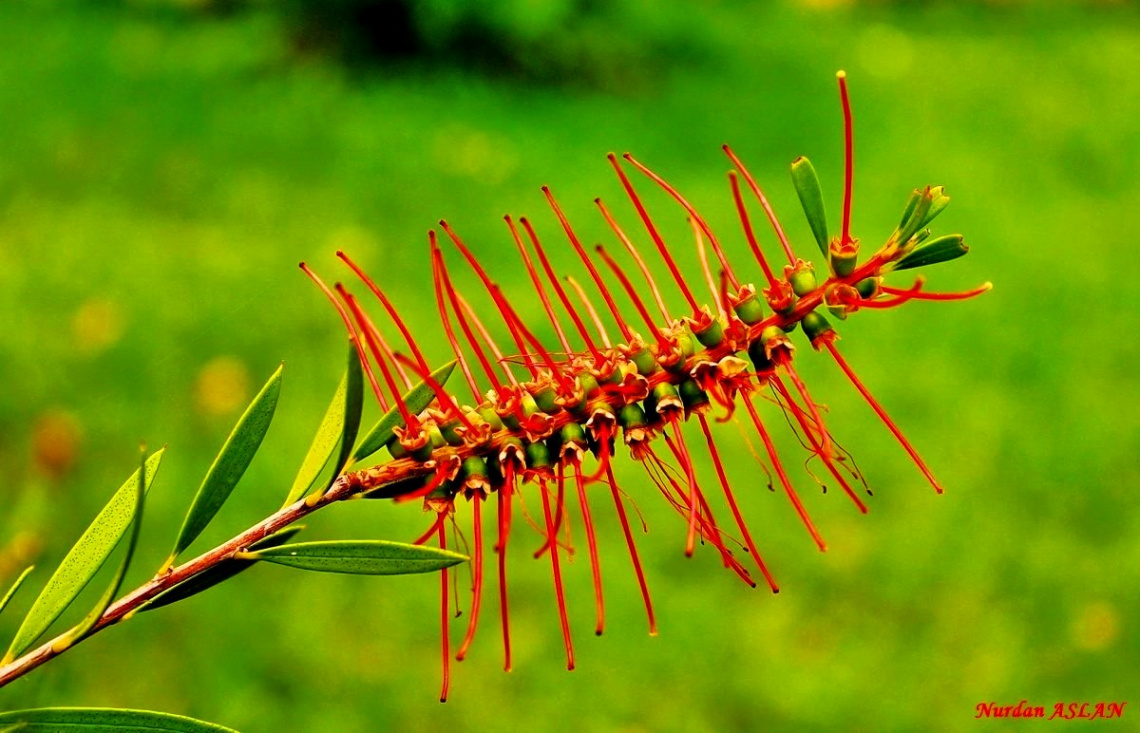 Brush Flower...