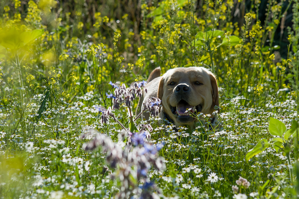 Flower-Power ;-)