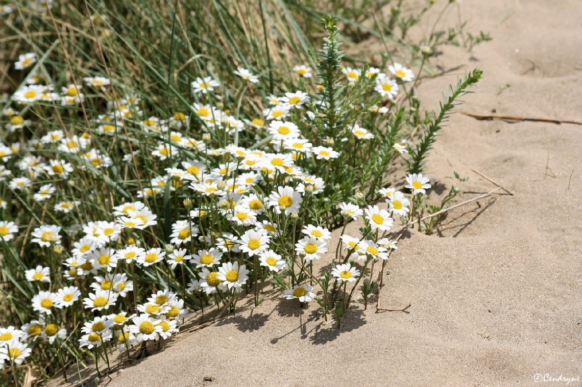 ♥ Sand and flowers ... ♥