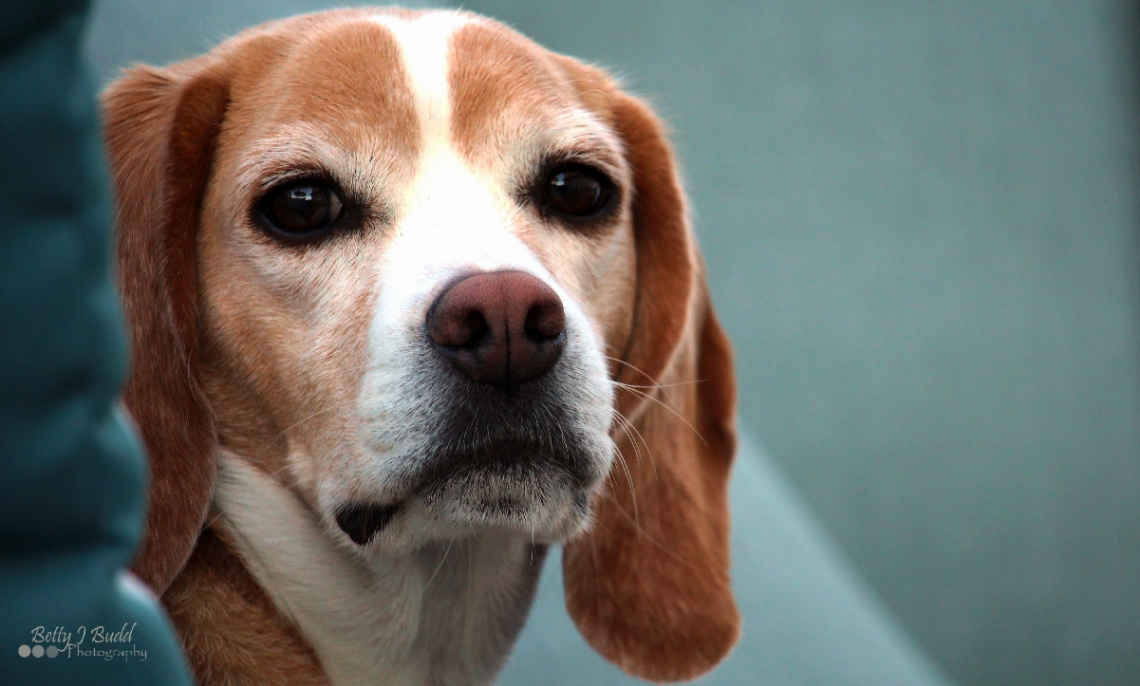 Mischievous Beagle