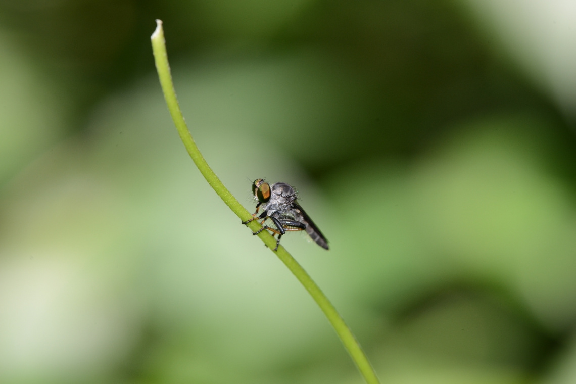 robberfly