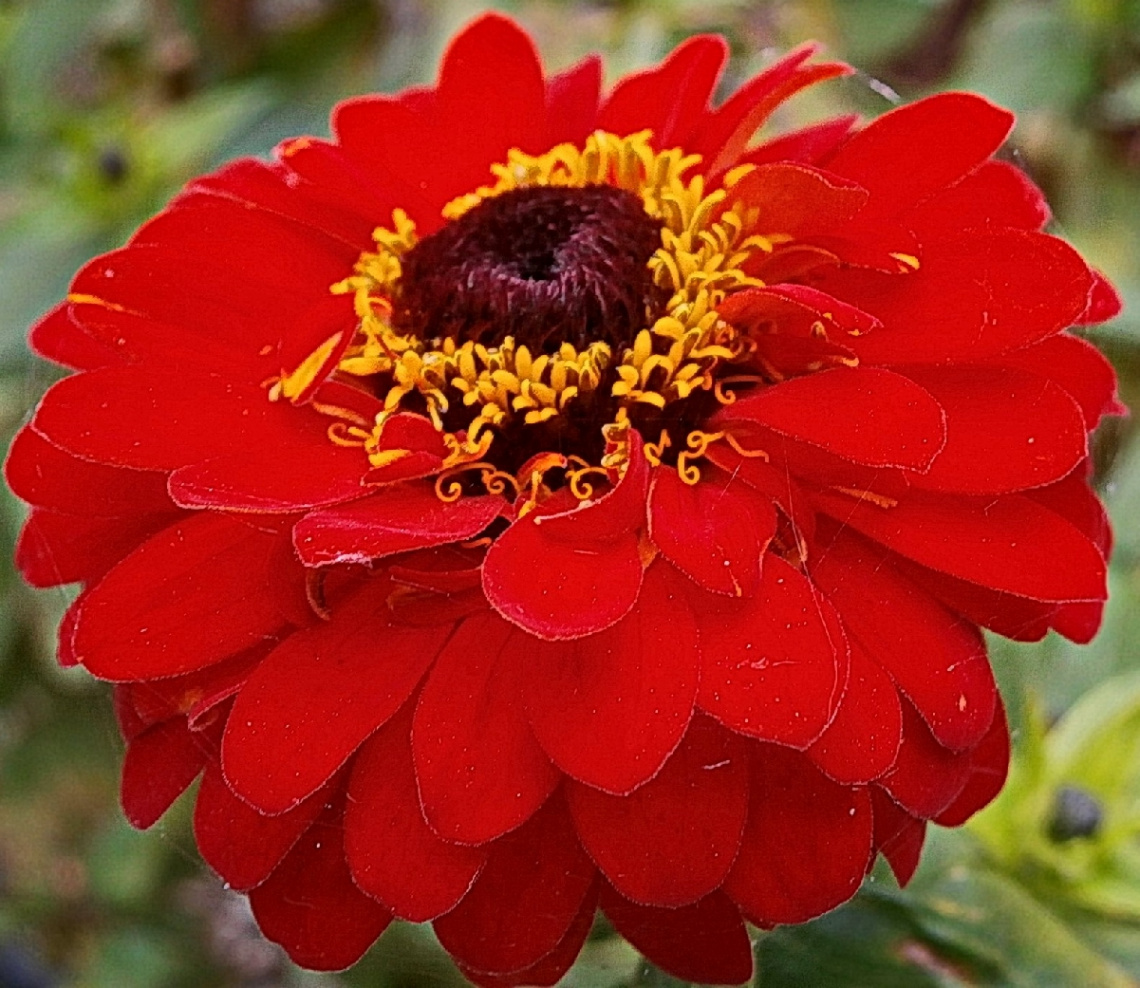 red zinnia