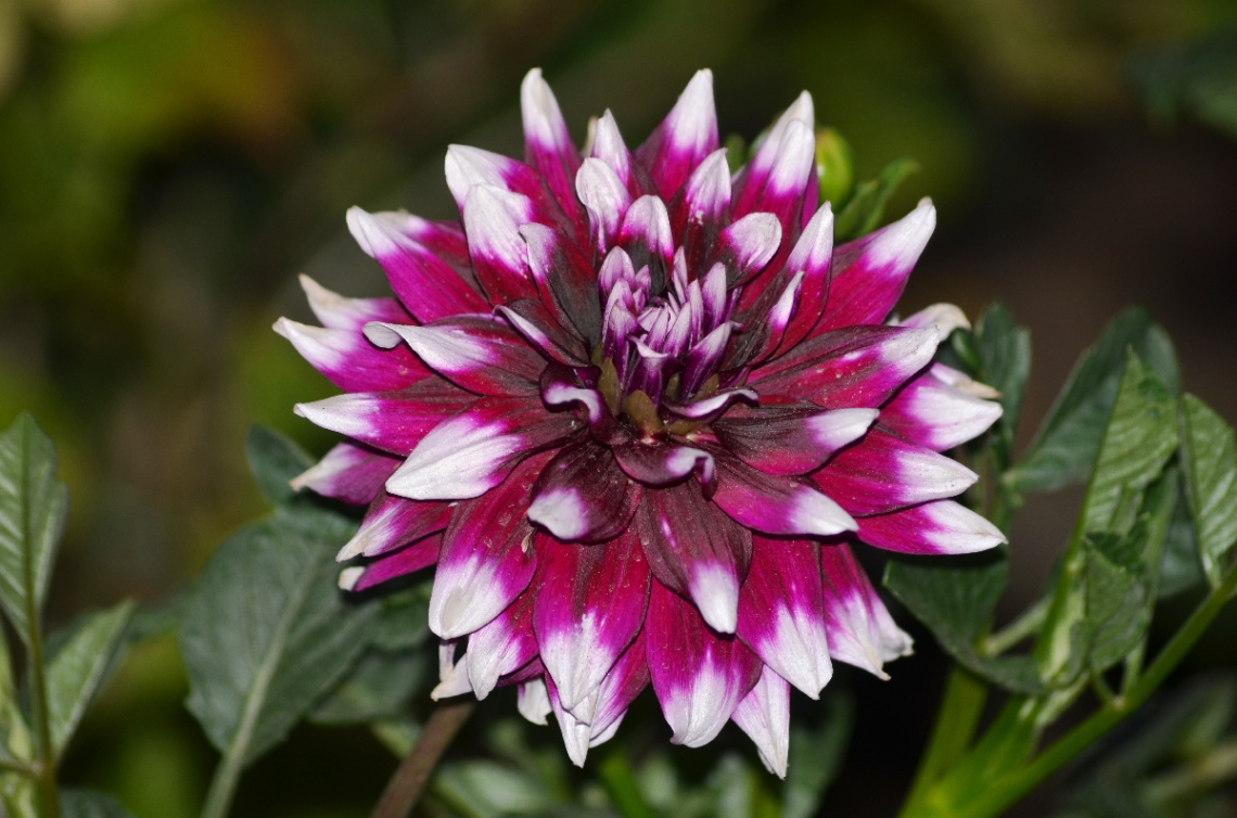Yıldız Çiçeği (Dahlia)
