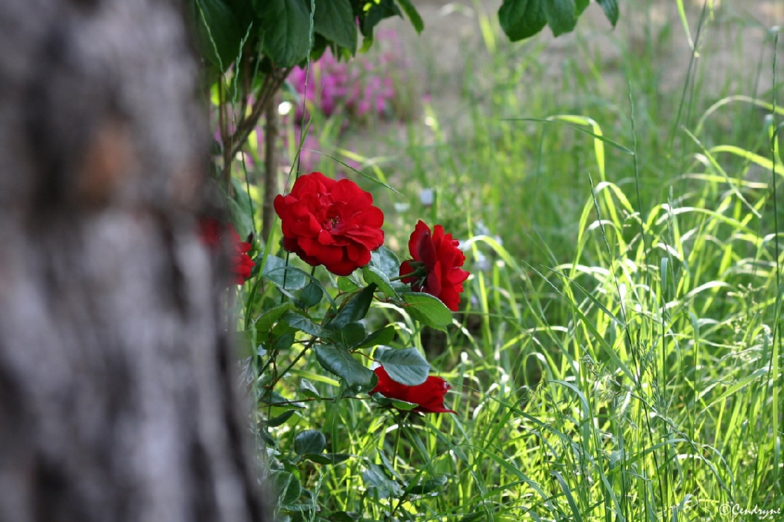 Mignonne allons voir si la rose ...