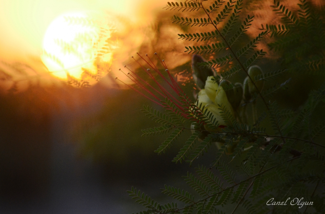 Cennet Kuşu Çalısı / Caesalpinia Gillies