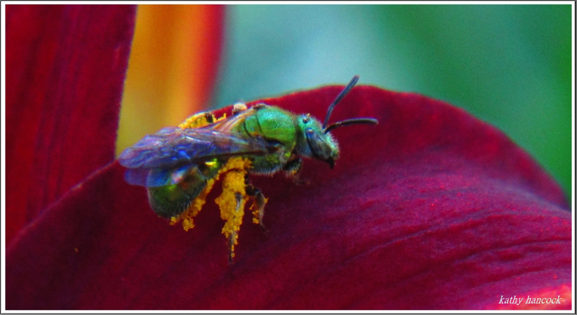 Bee in Lily