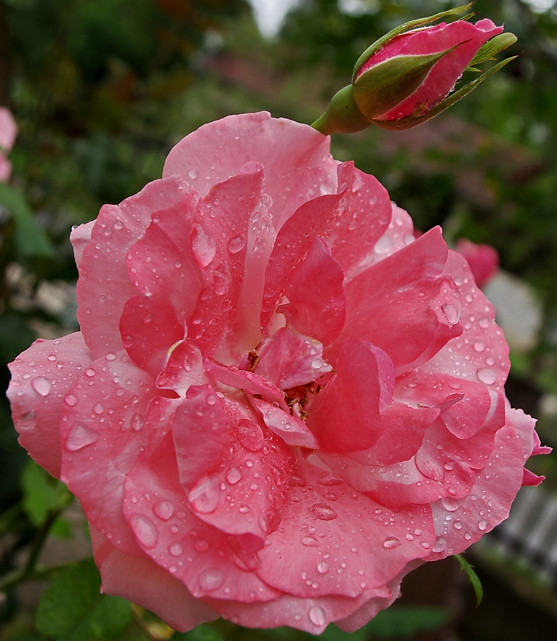 pinky -  washed by rain