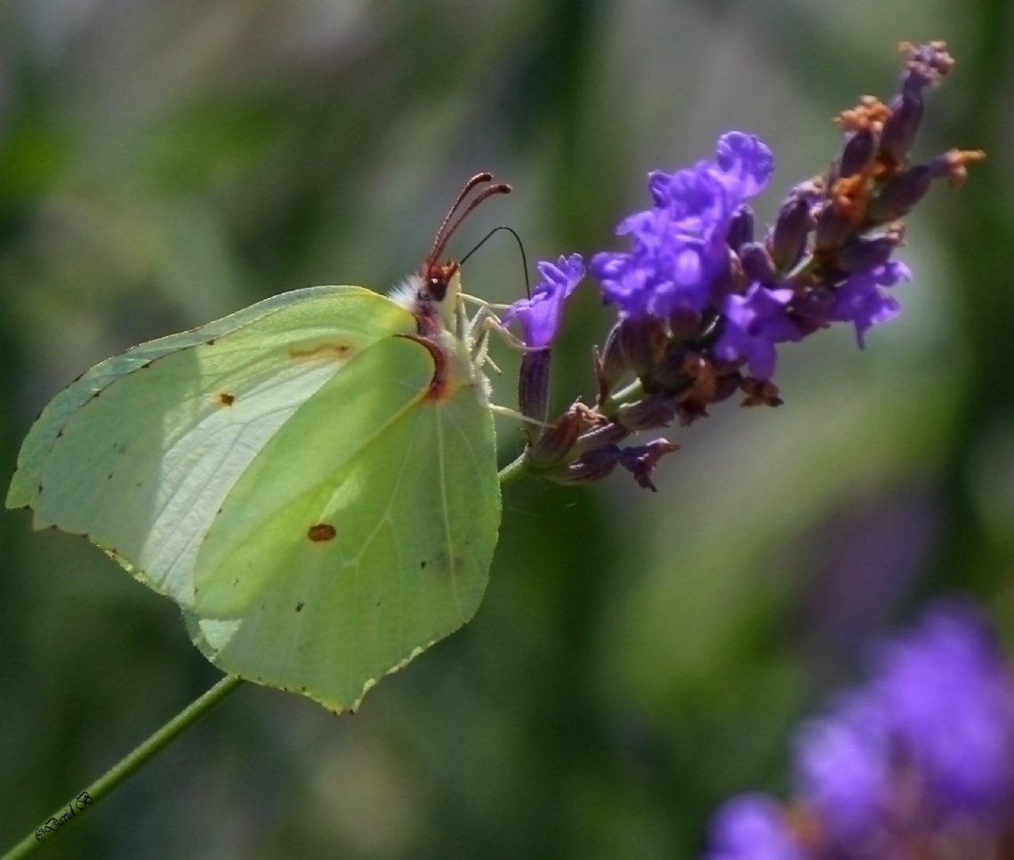 Papillon