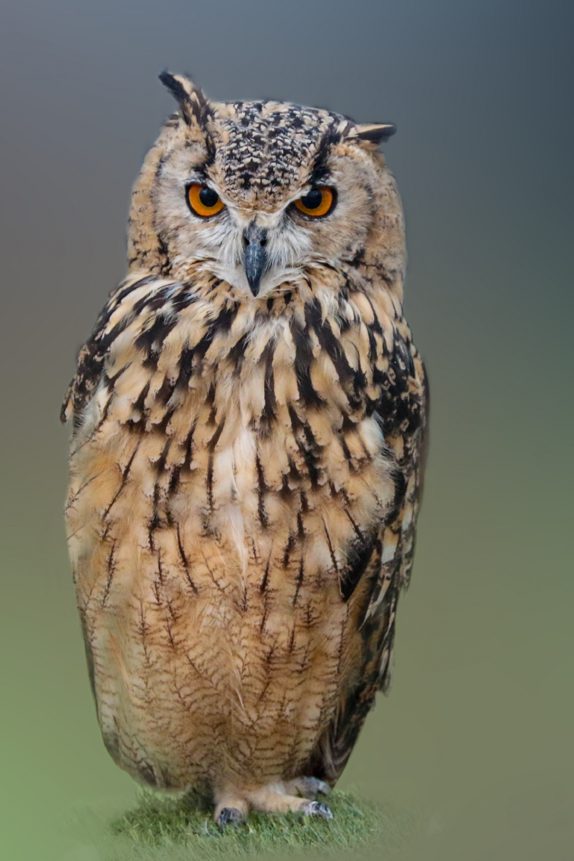 an owl