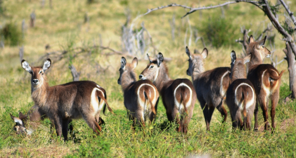 Water Buck