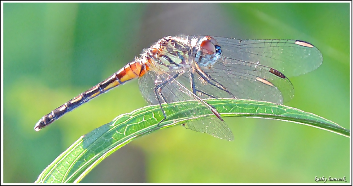 Over the Rainbow ....Dragons Fly