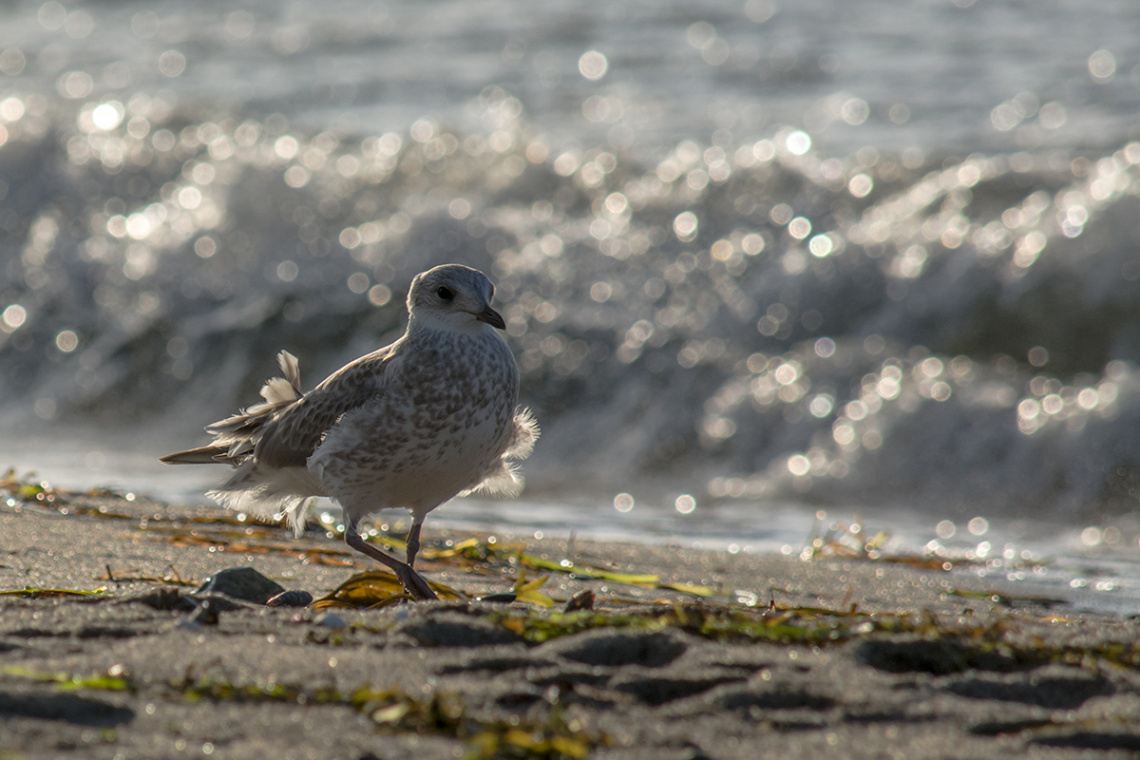 Seagull Catwalk ;-)