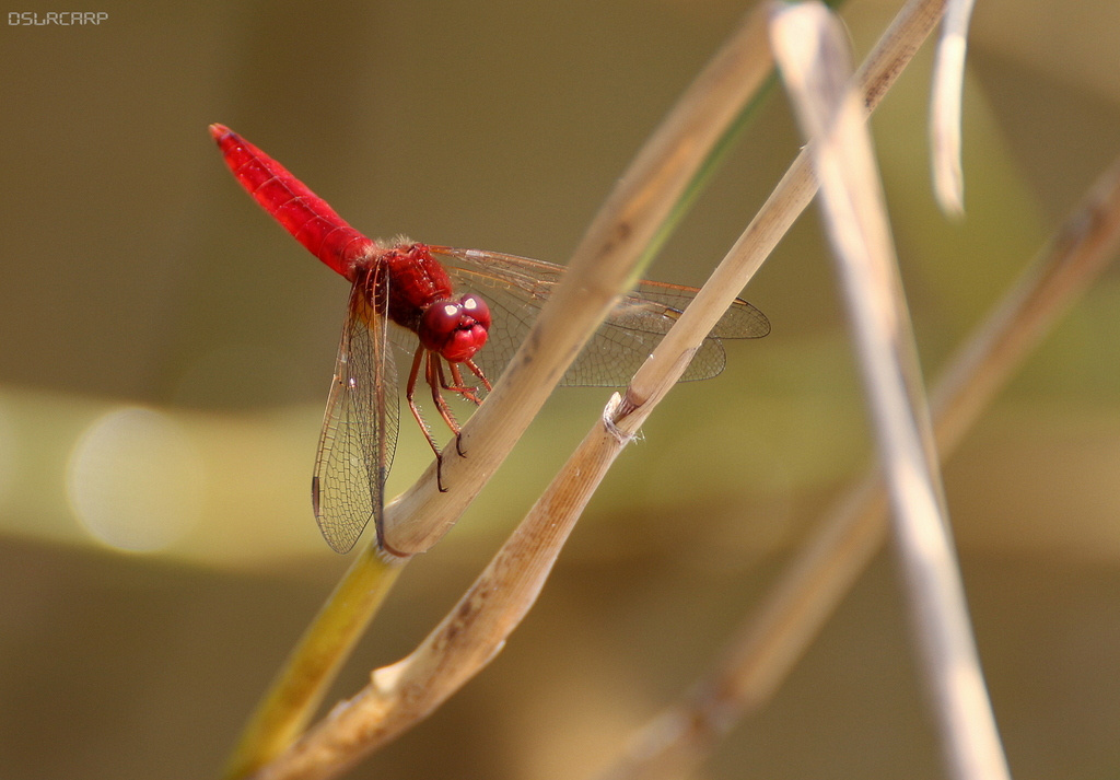 Red Yusufçuk