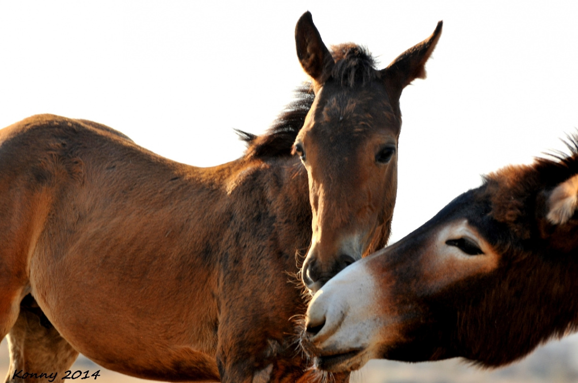  really friendship .. Donkey & foal 