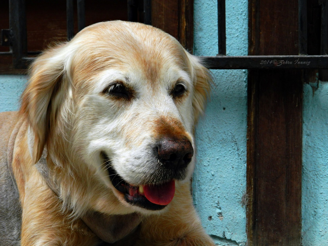 Golden Köpek