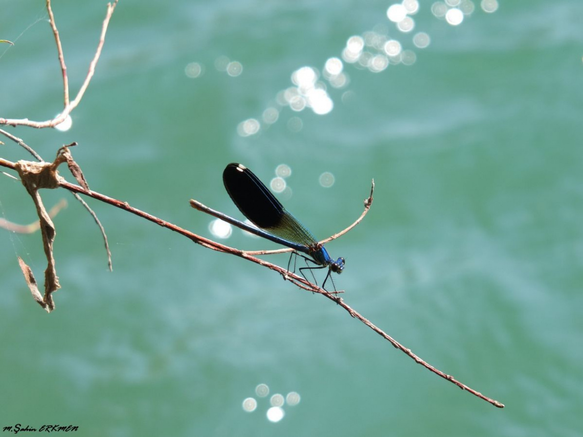 Dragonfly Mavi Yusufçuk... 