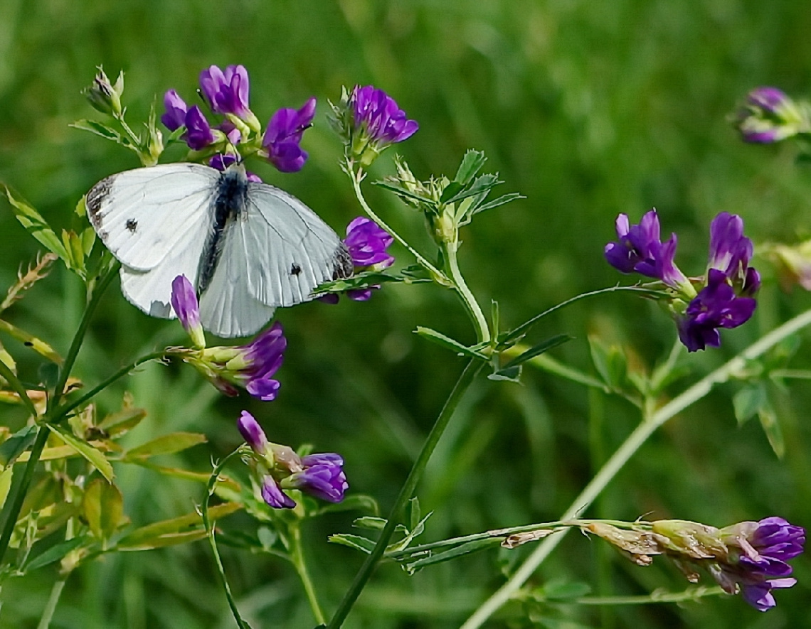 on the meadow