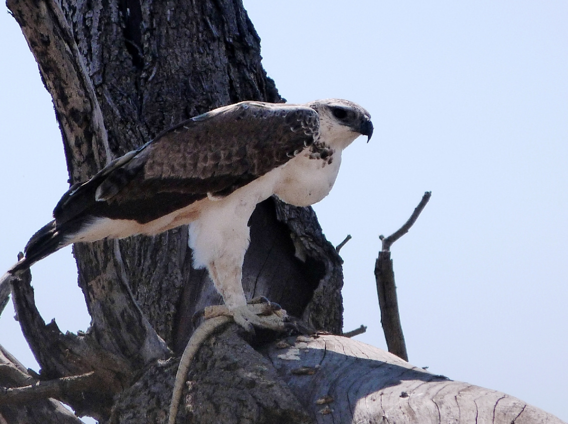 Martial Eagle