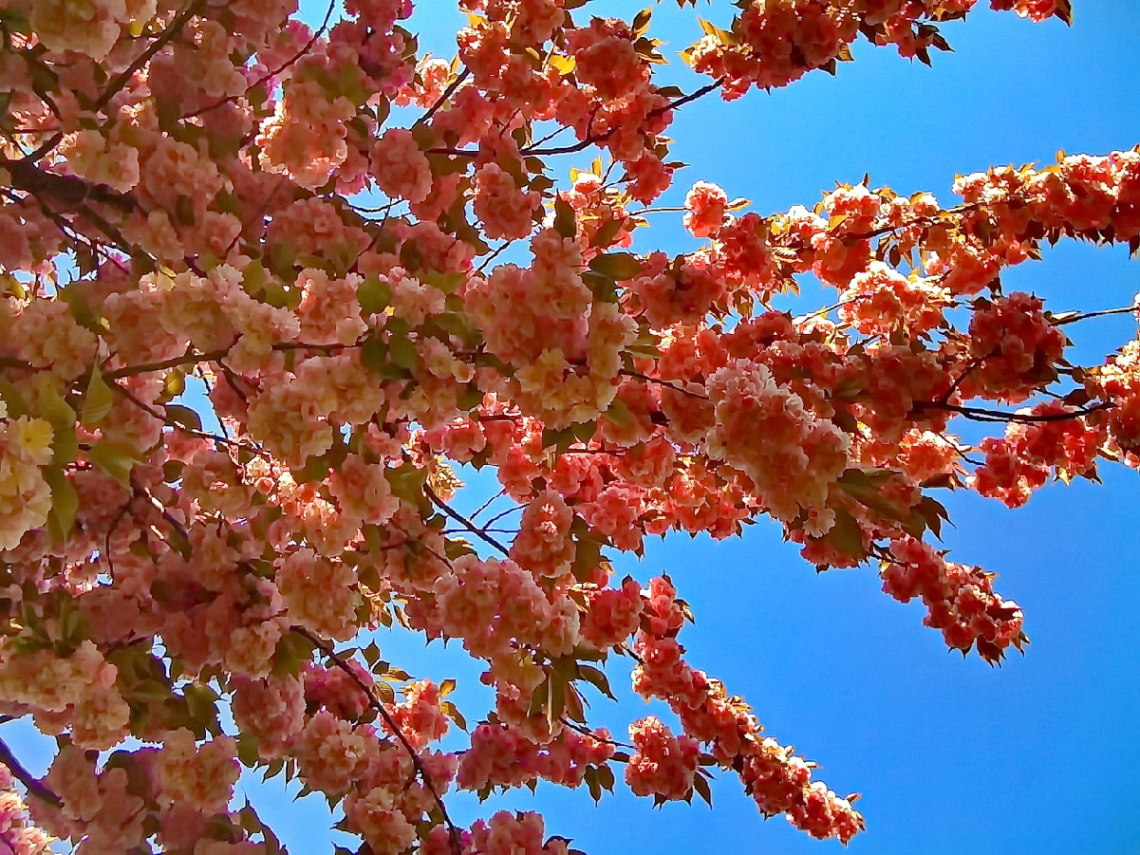 under  flowering branch