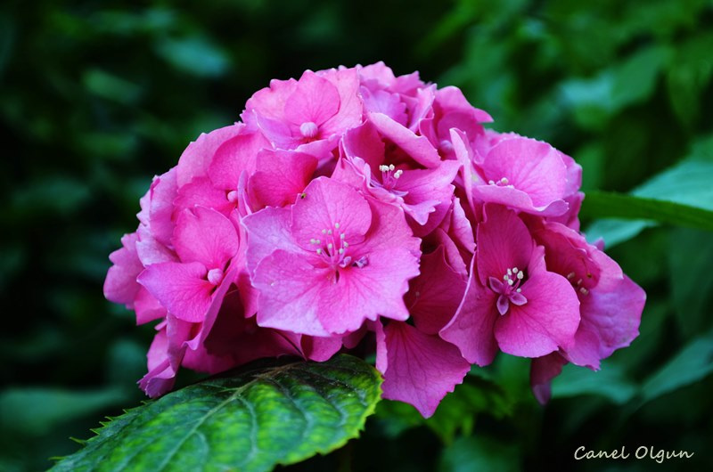 Ortanca (Hydrangea macrophylla)