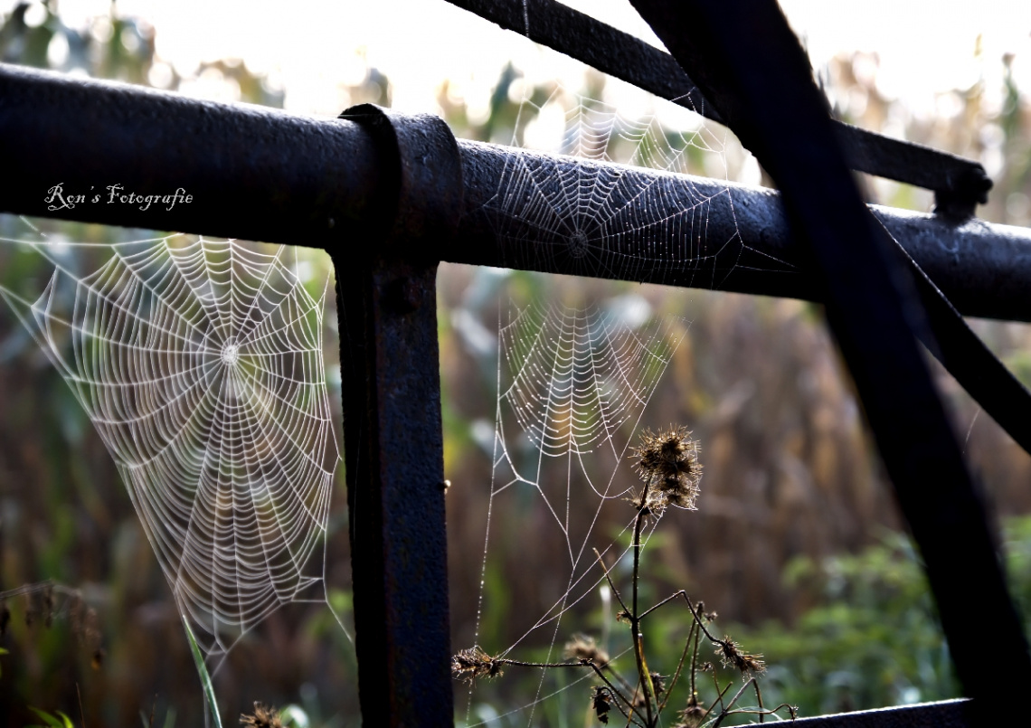 spiderweb