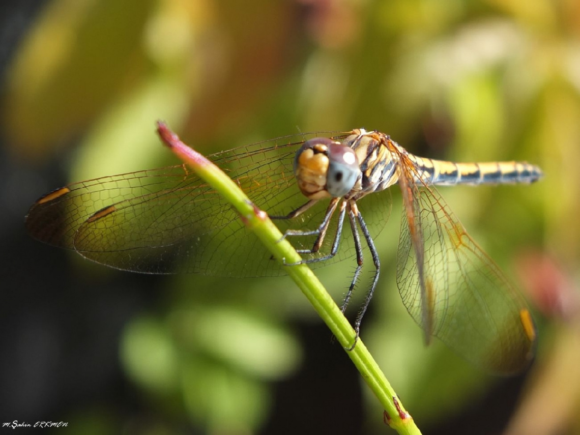 Skorsky Dragonfly...