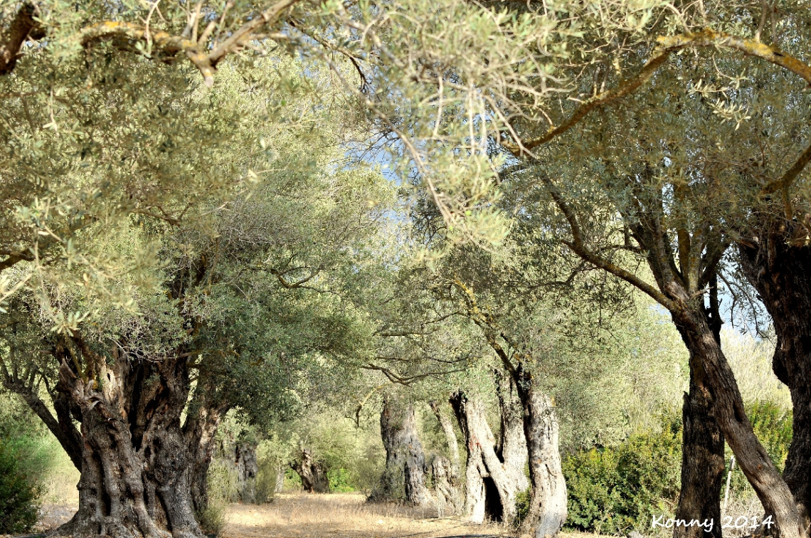 the Ancient Olive Orchard of Kalkanlı 