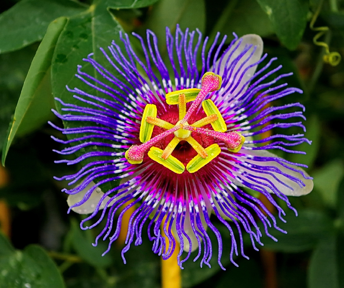 blue passiflora 