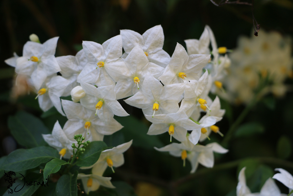 White Flowers