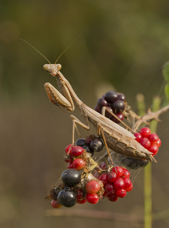 Mantis-Peygamber Devesi