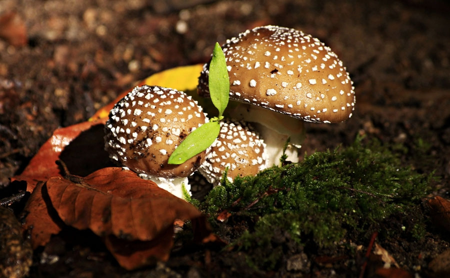 Mantar-Mushroom