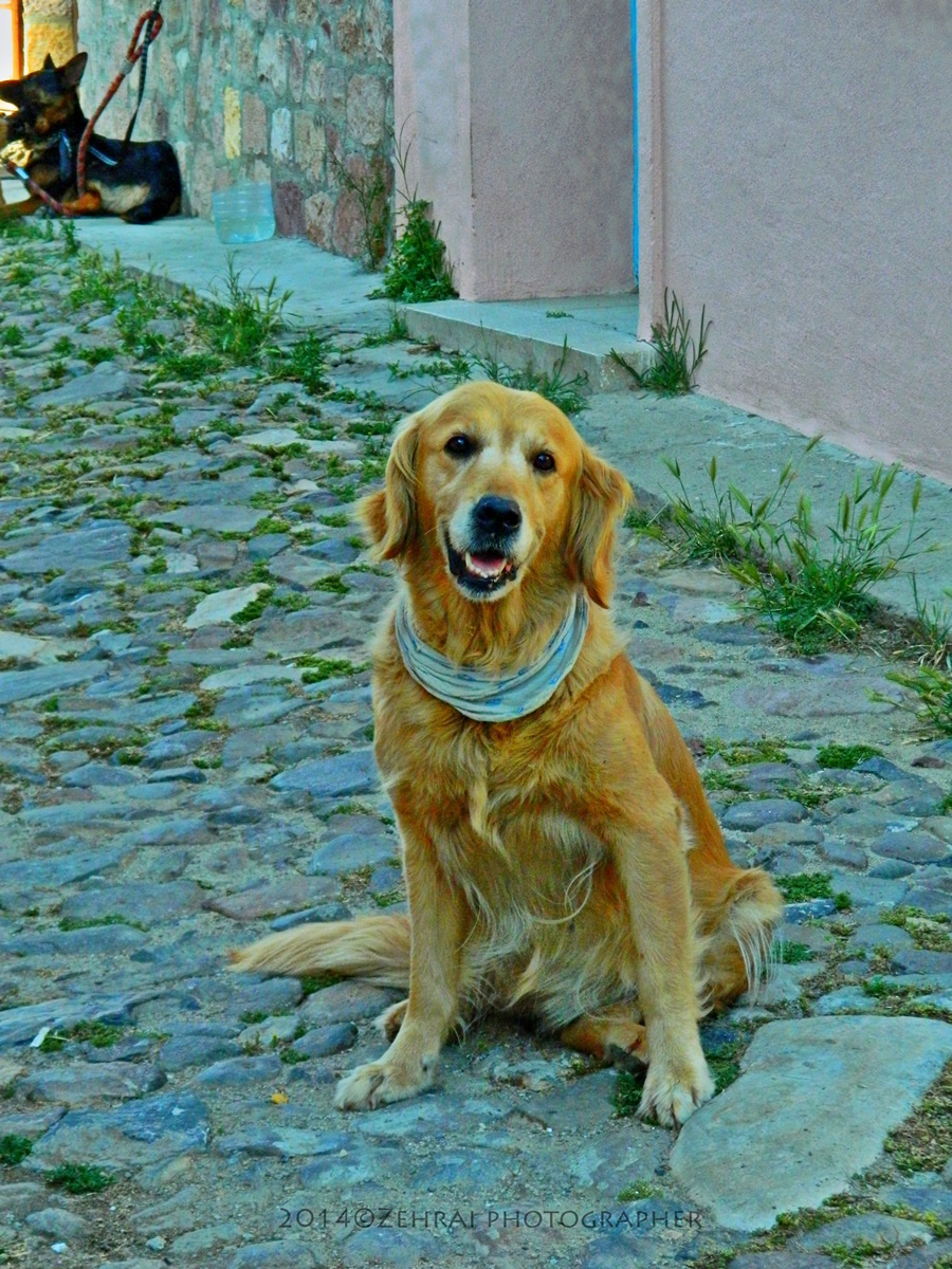 Golden Retriever