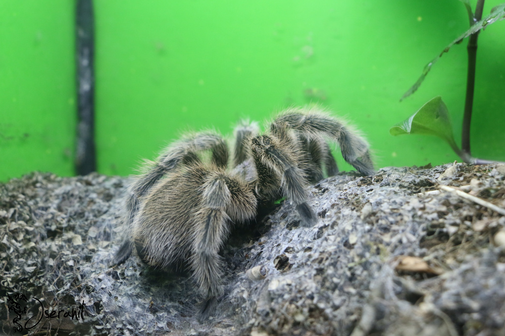 Tarantula