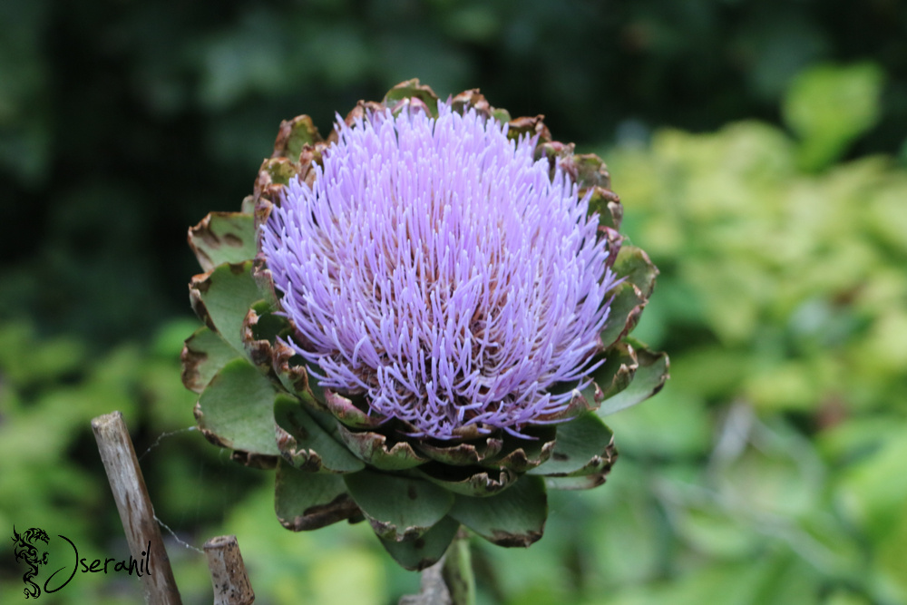 Artichoke