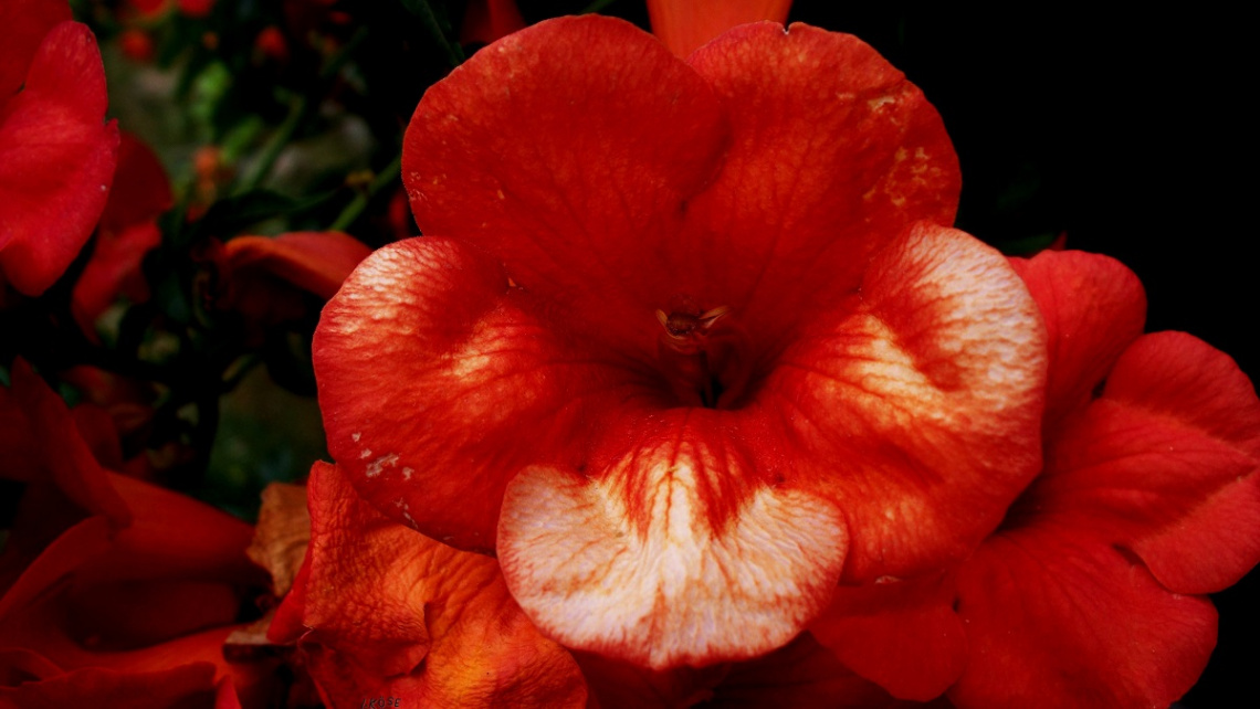 Trumpet Creeper(sarmaşık trompet)