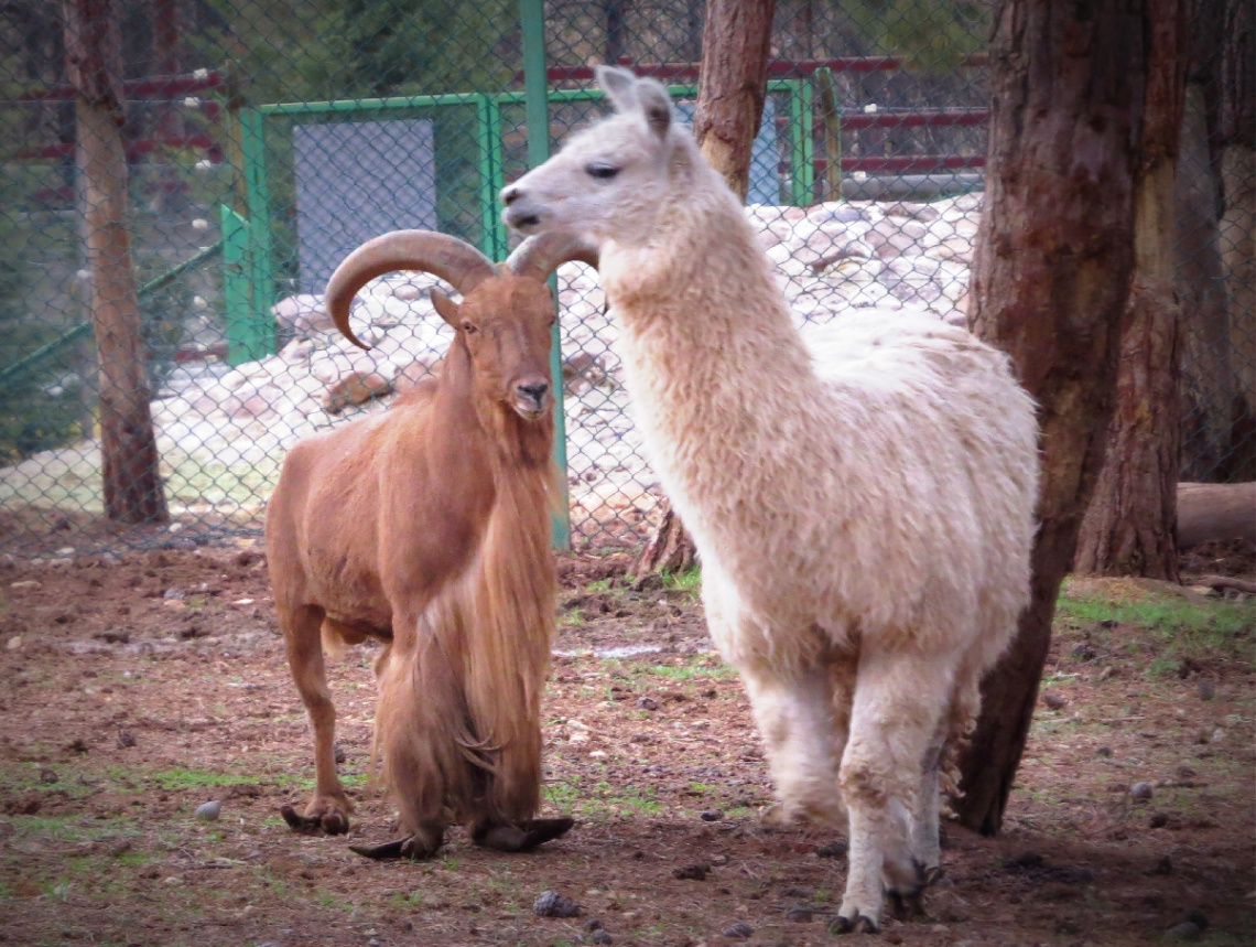 LAMA VE KEÇİ