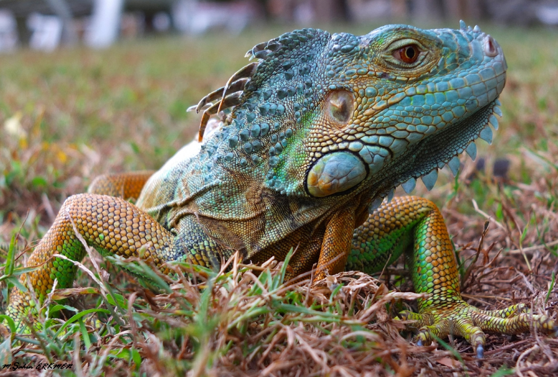 iguana