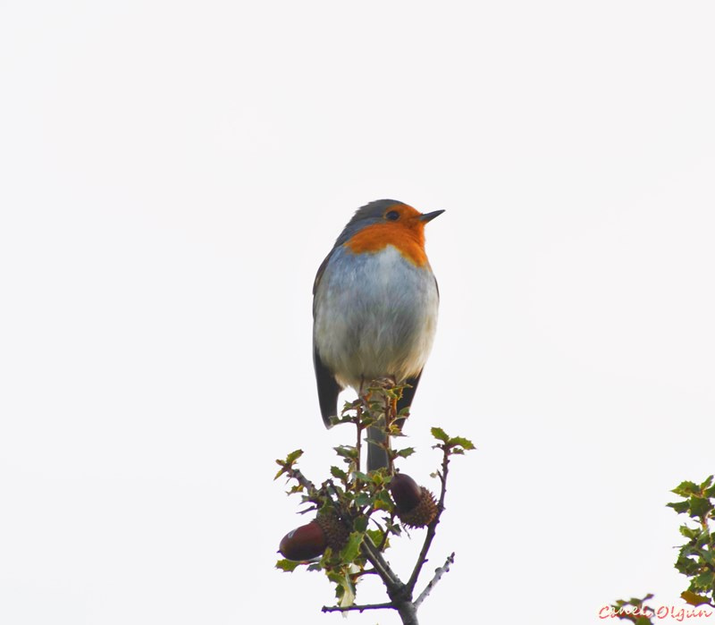 Kızılgerdan (Erithacus rubecula)