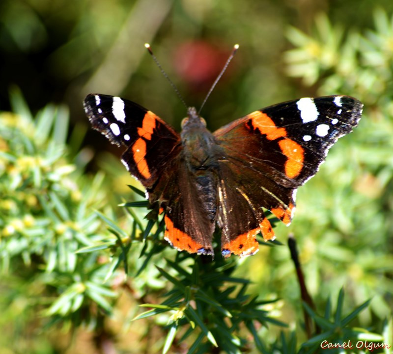  Atalanta / Vanessa atalanta / Red Admir