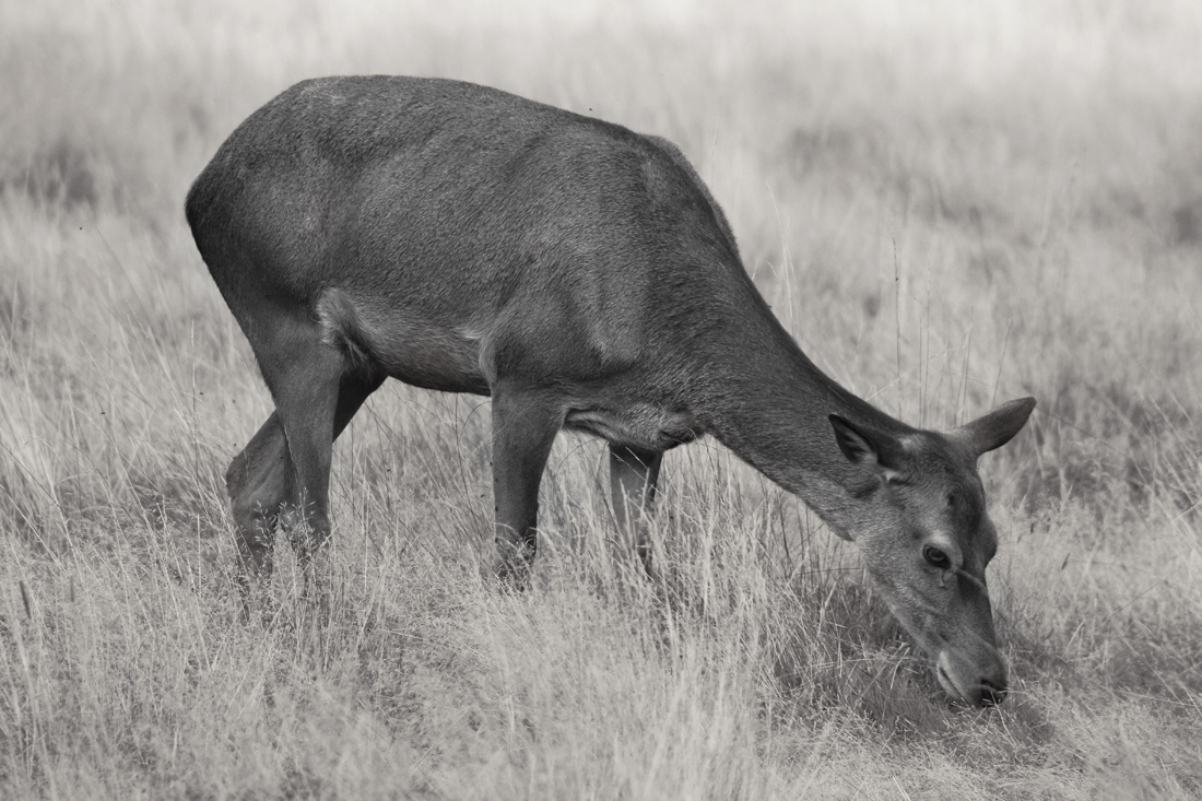 Young female deer eating!!!