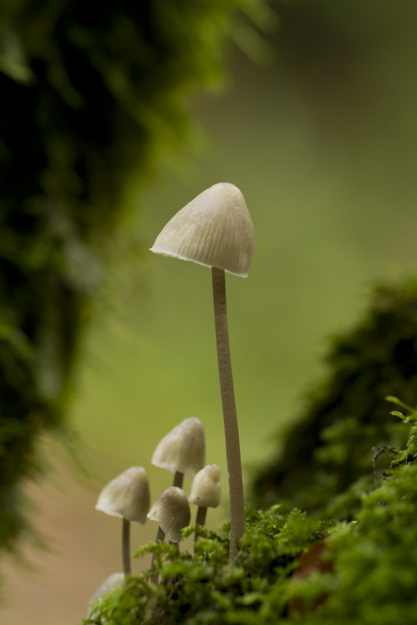 Aile Boyu Güzellikler-Mushroom Family