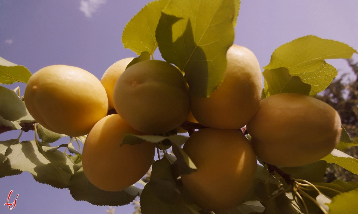 Quetta Apricots