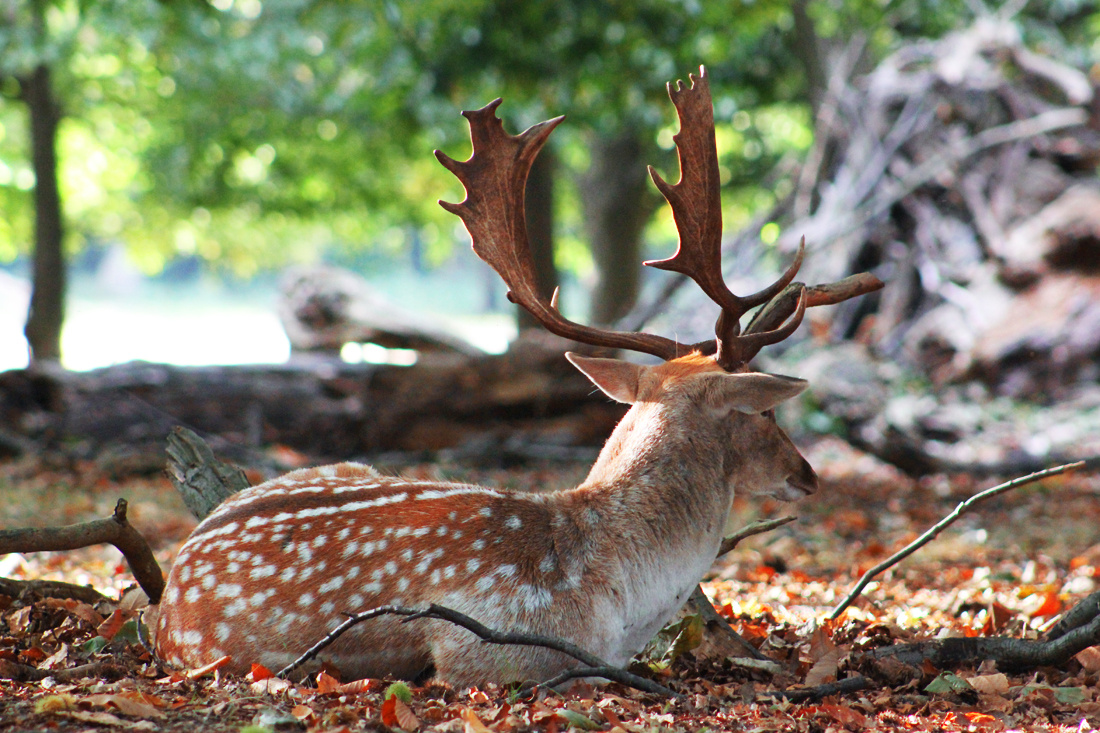 Young Deer