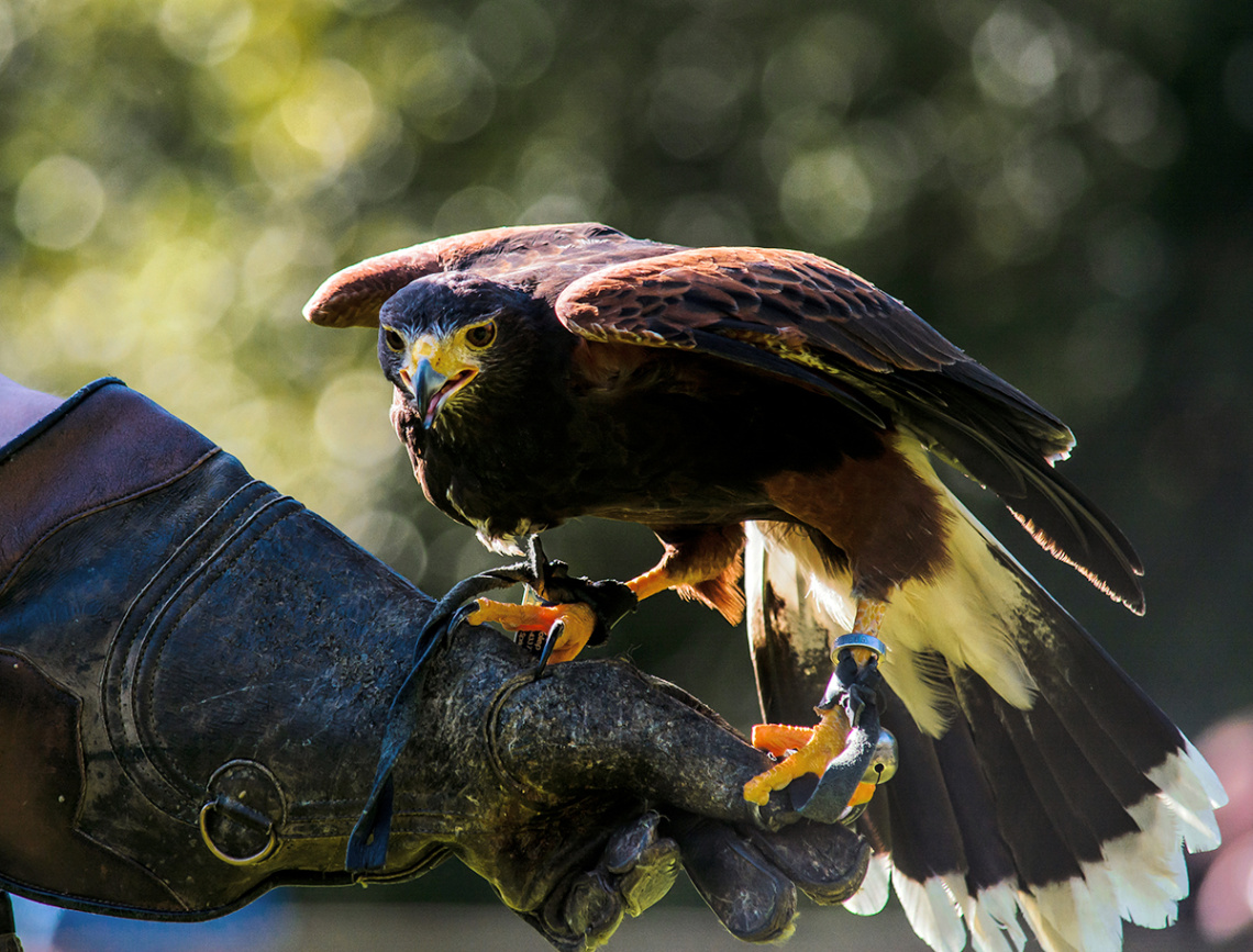 Red Kite - Roter Milan