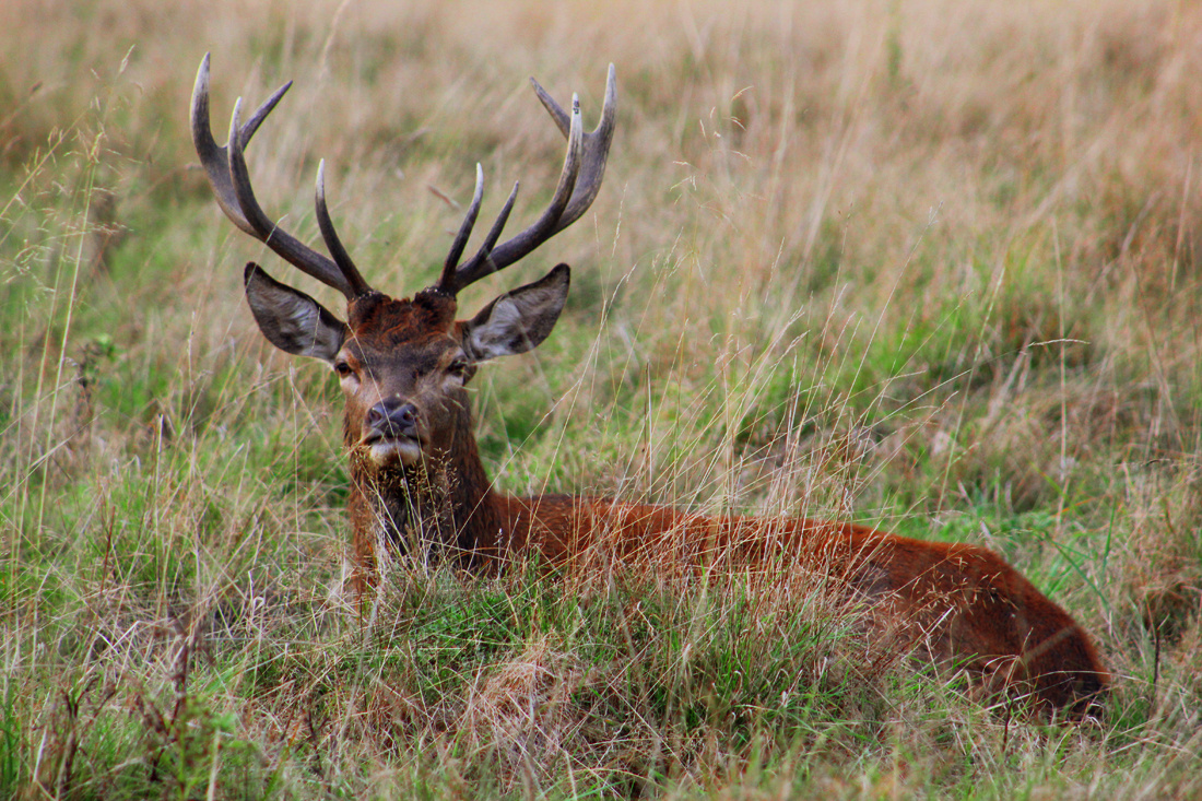 Deer showing his horns