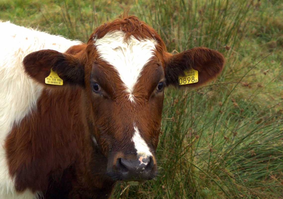 Red Holstein cow